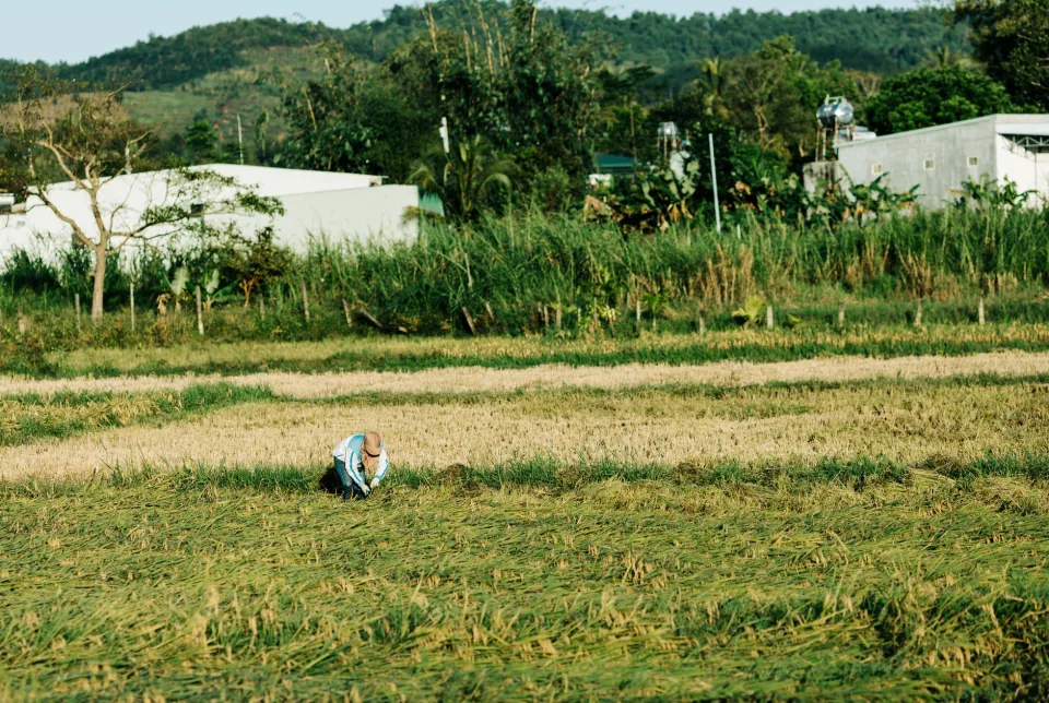 Khu gạo nở